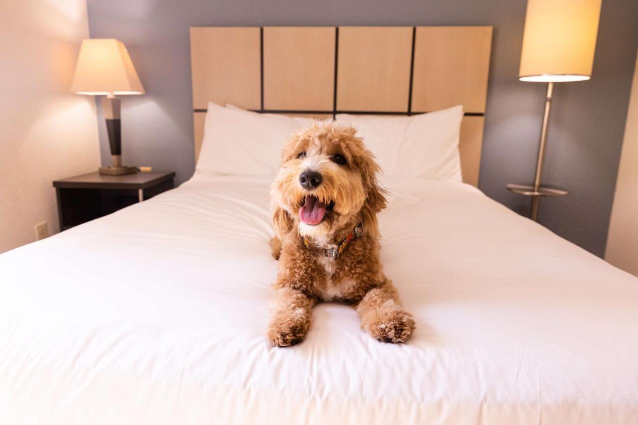 Sonesta Simply Suites Dallas Las Colinas Irving Zewnętrze zdjęcie